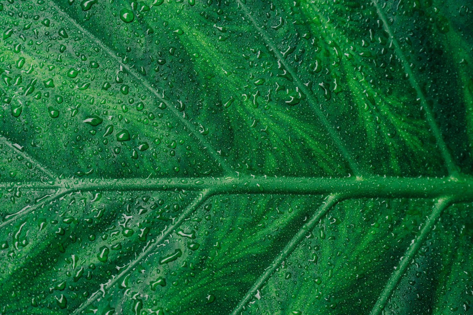 Environmental Sustainability